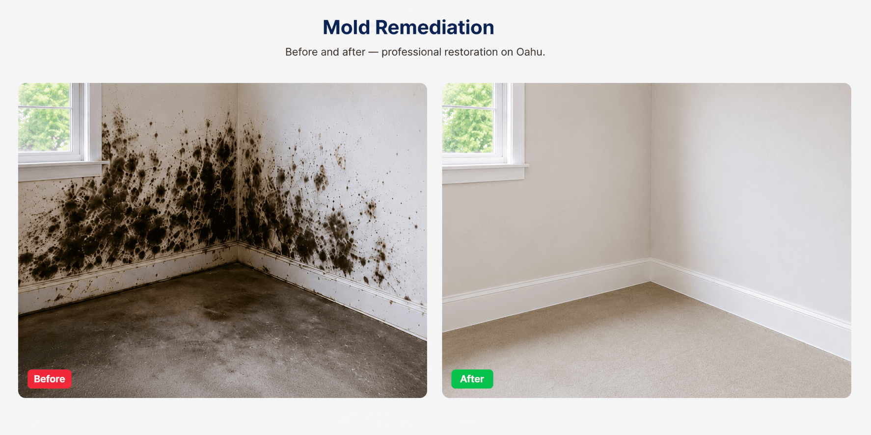 Mold Remediation